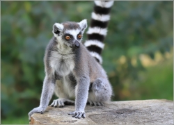 <p>LEMUR KATA (Lemur catta) ZOO Ústí nad Labem</p>